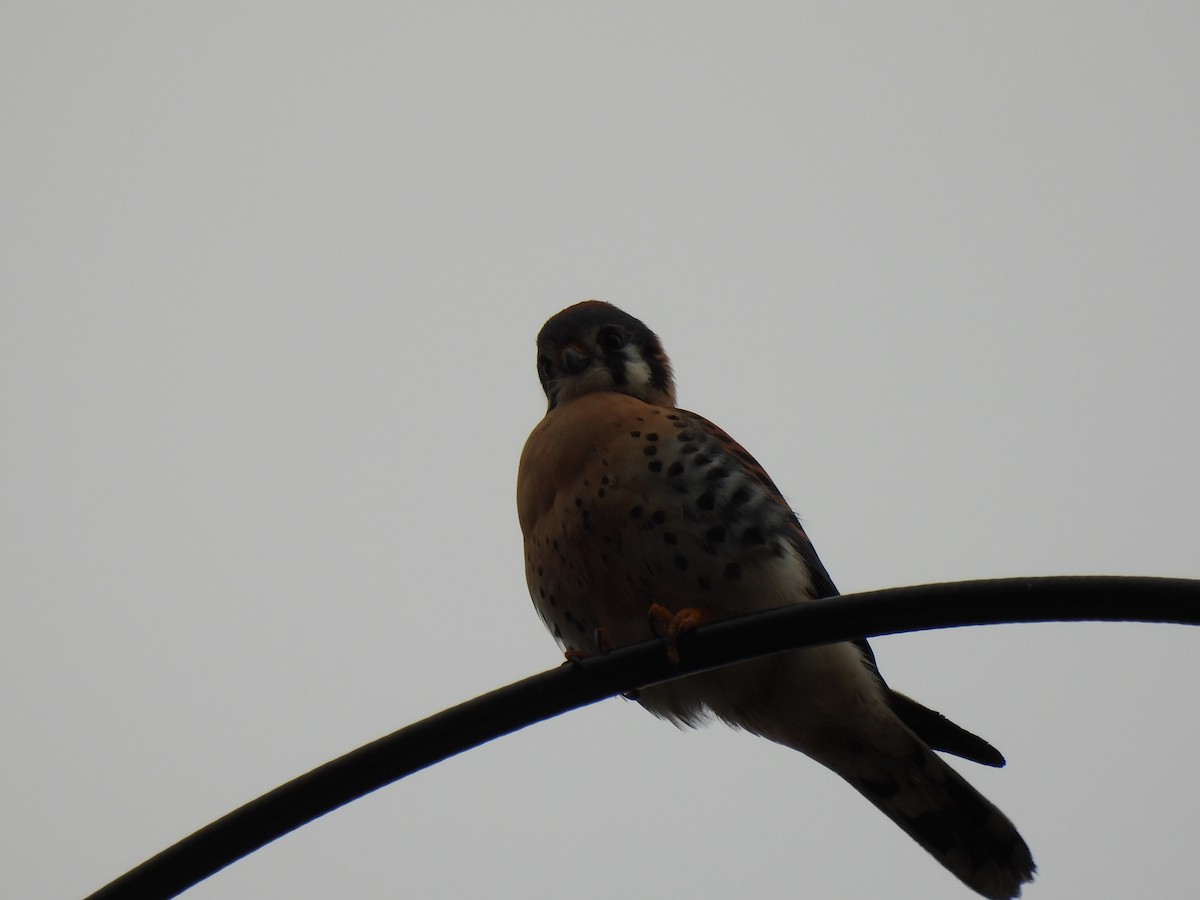 American Kestrel - Megan Kozub