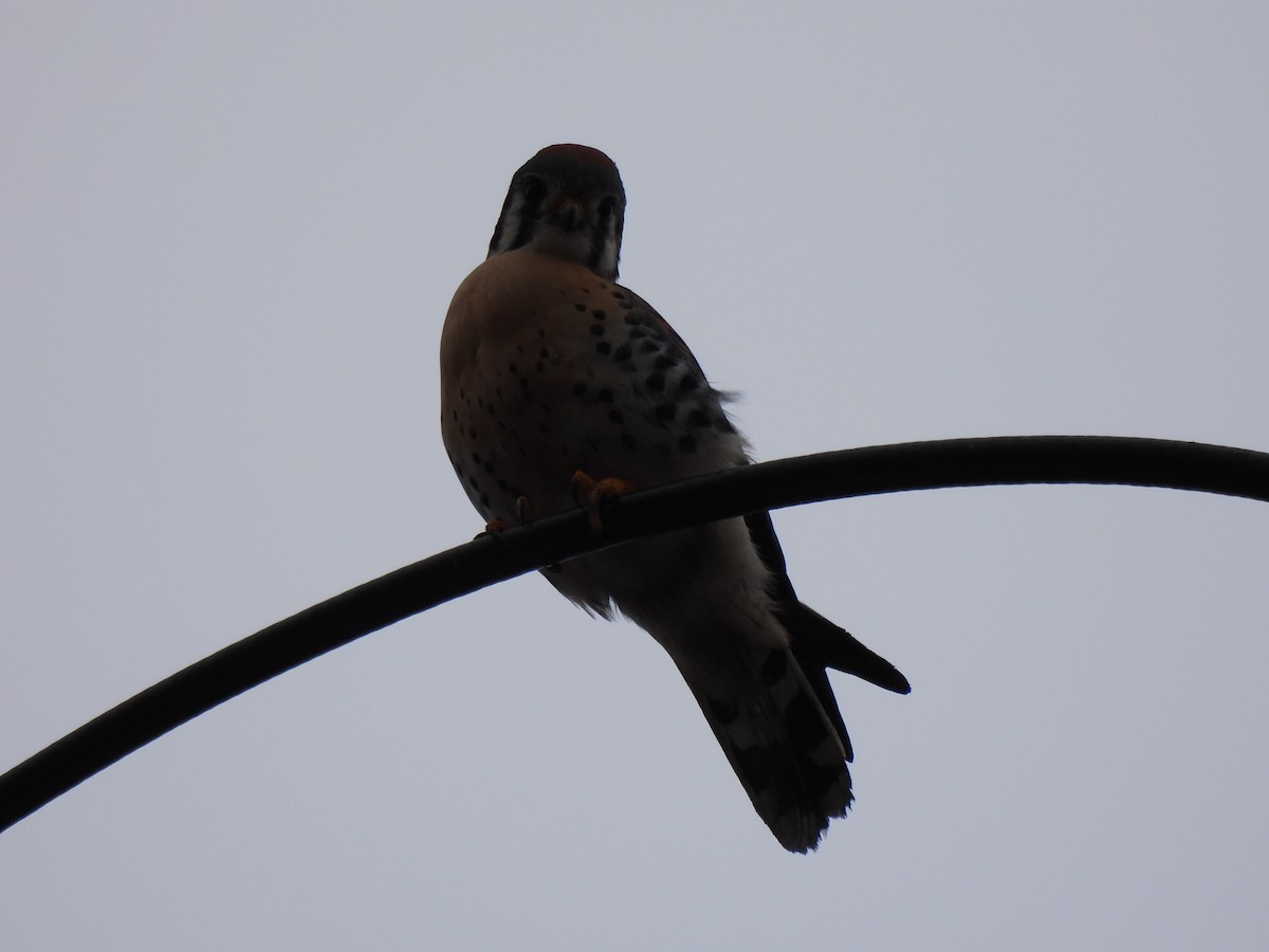 American Kestrel - ML529125631