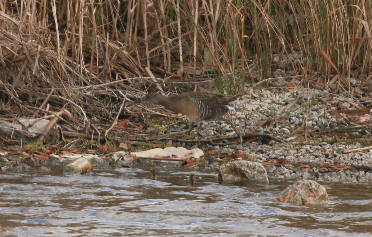 Clapper Rail - ML529126251