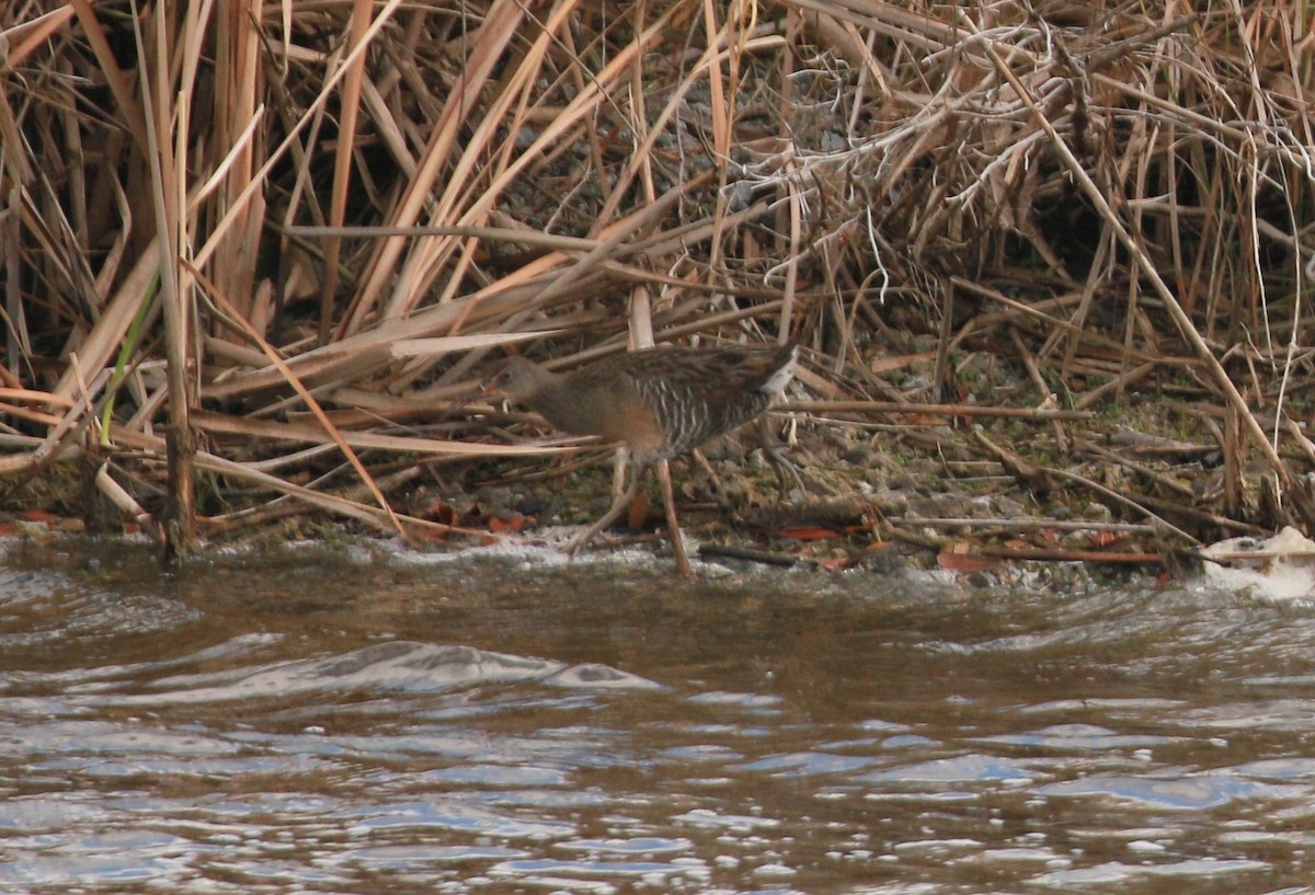 Clapper Rail - ML529126261