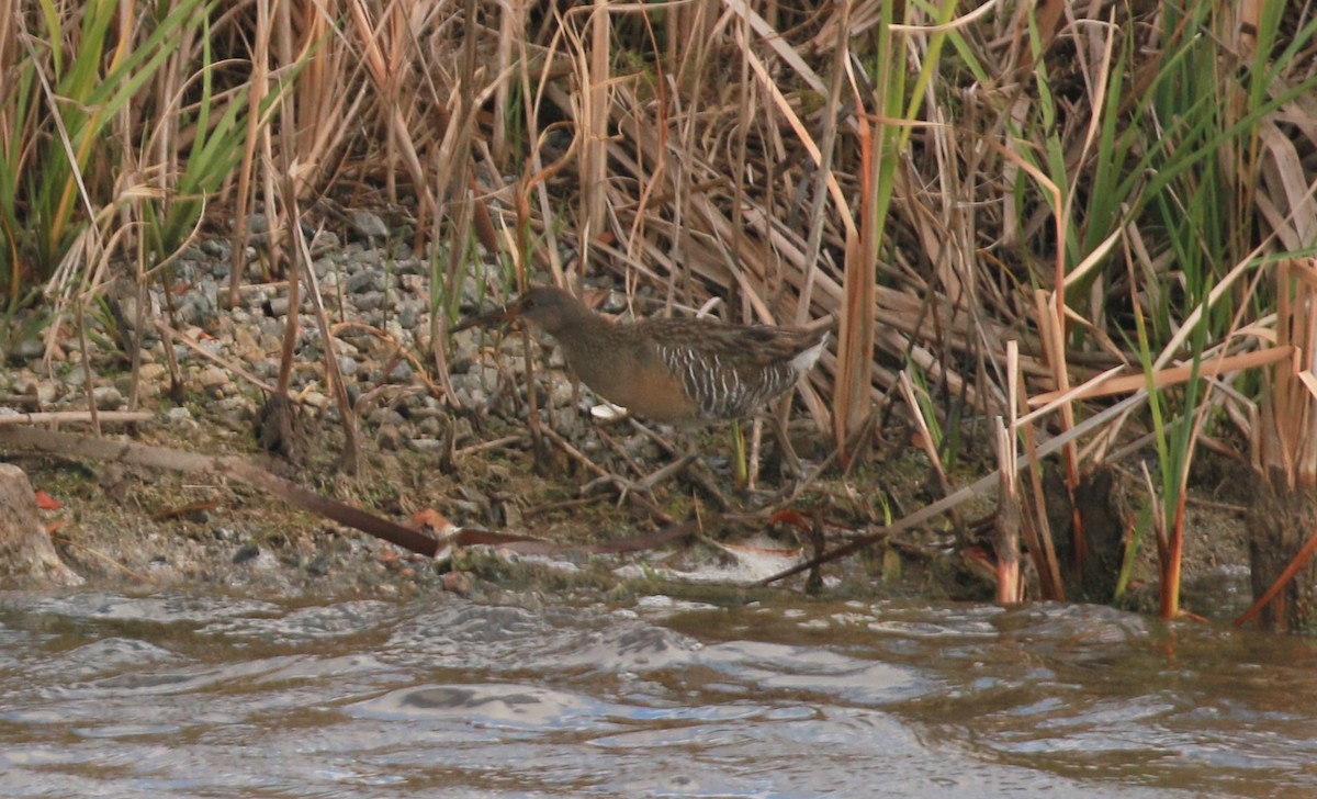 Clapper Rail - ML529126271