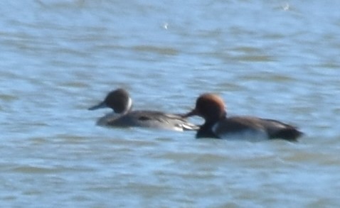 Red-crested Pochard - Luís Santos