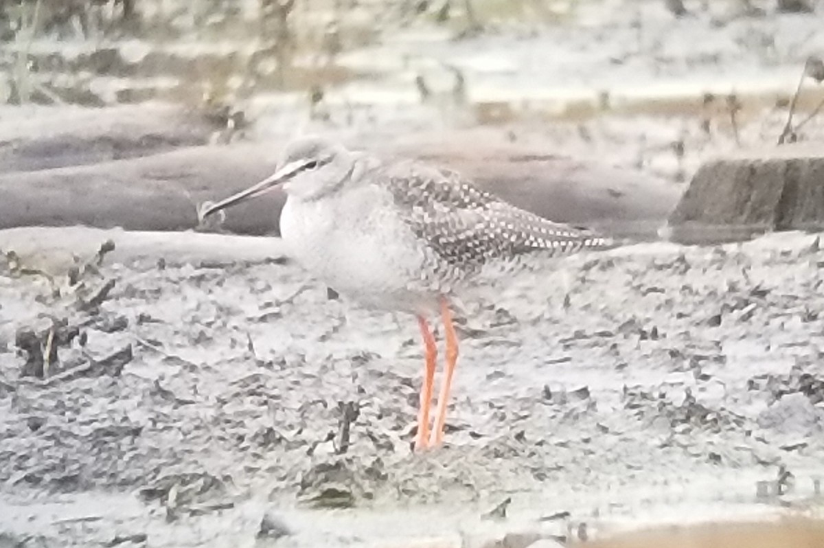 Spotted Redshank - ML529127341