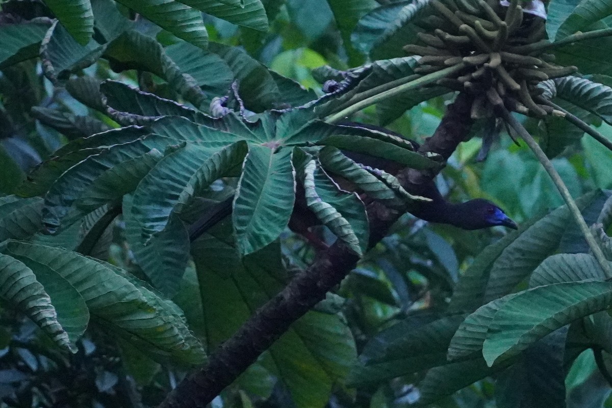 Sickle-winged Guan - ML529127441