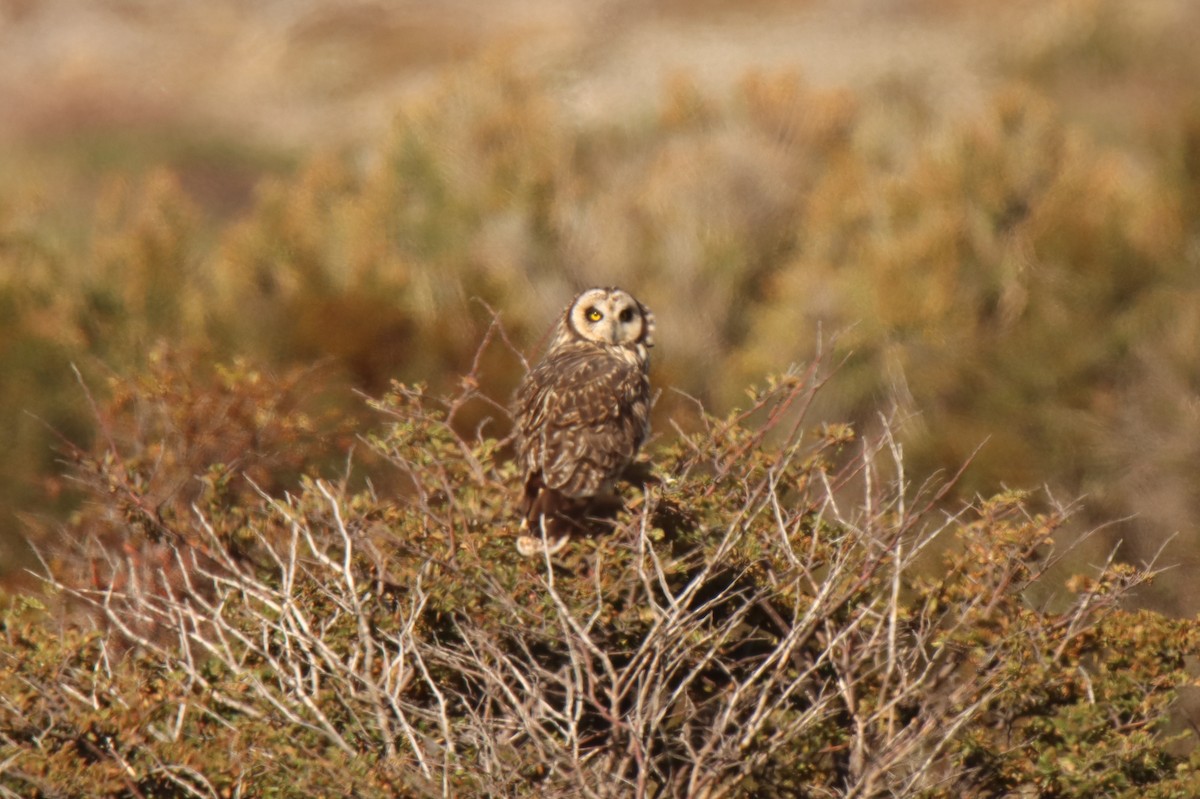 Short-eared Owl (South American) - Jonathan Lautenbach