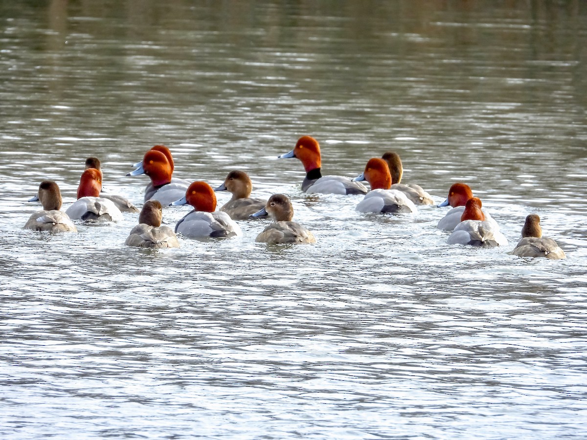 Redhead - ML529130971