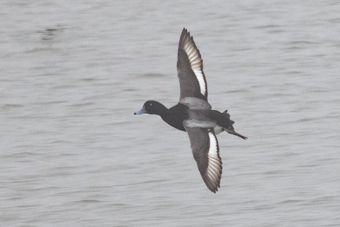 Greater Scaup - ML529131011