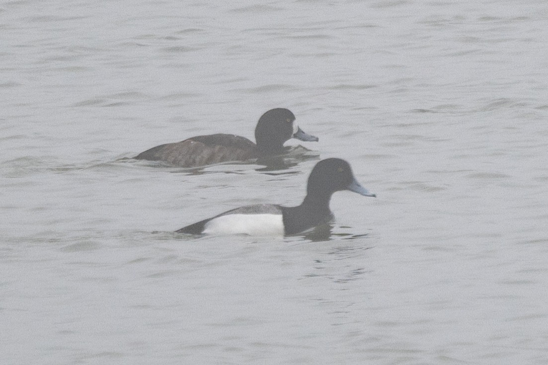 Greater Scaup - ML529131021
