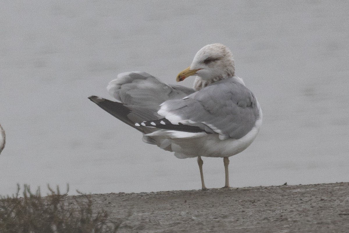 California Gull - ML529132131