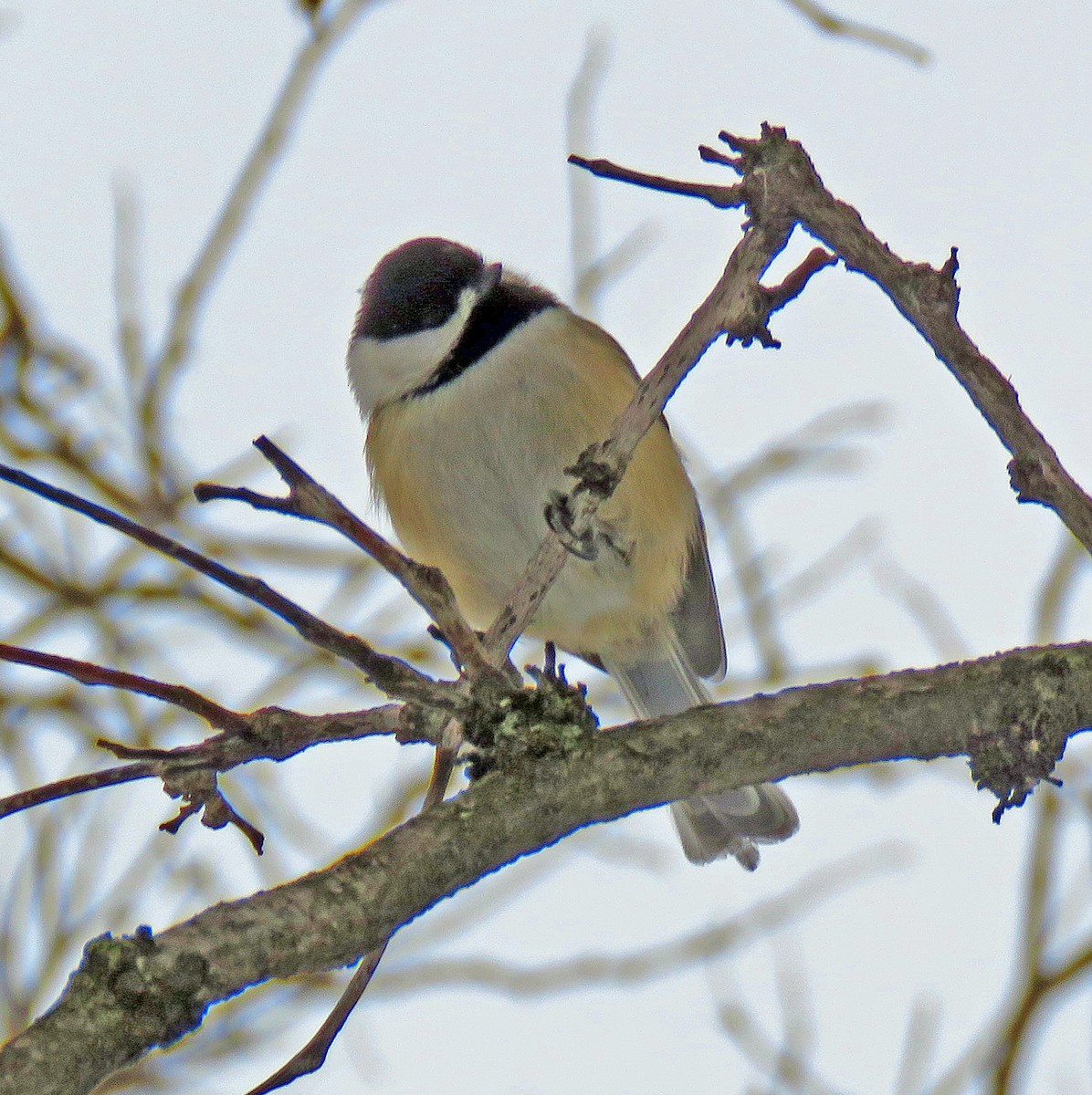 Black-capped Chickadee - ML529133021