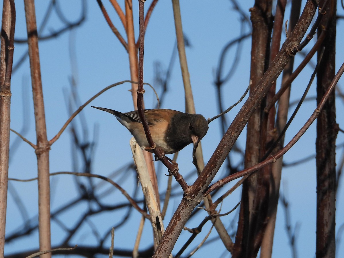 Junco ardoisé (groupe oreganus) - ML529133151