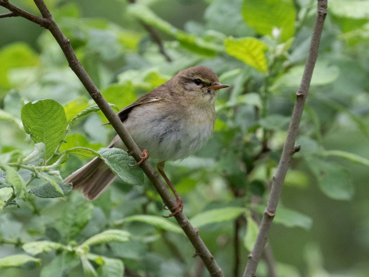 Lezkaria sp. - ML529133271