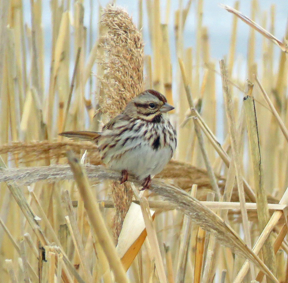 Song Sparrow - ML529133501