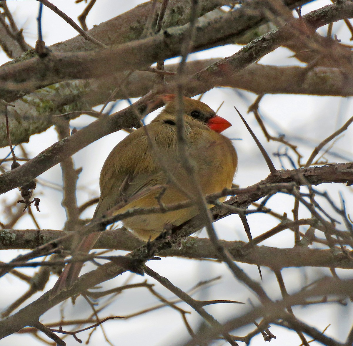 Northern Cardinal - ML529133541