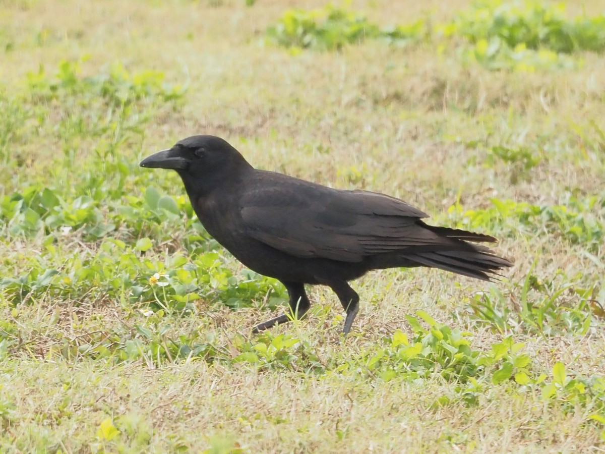 American Crow - John LeClaire