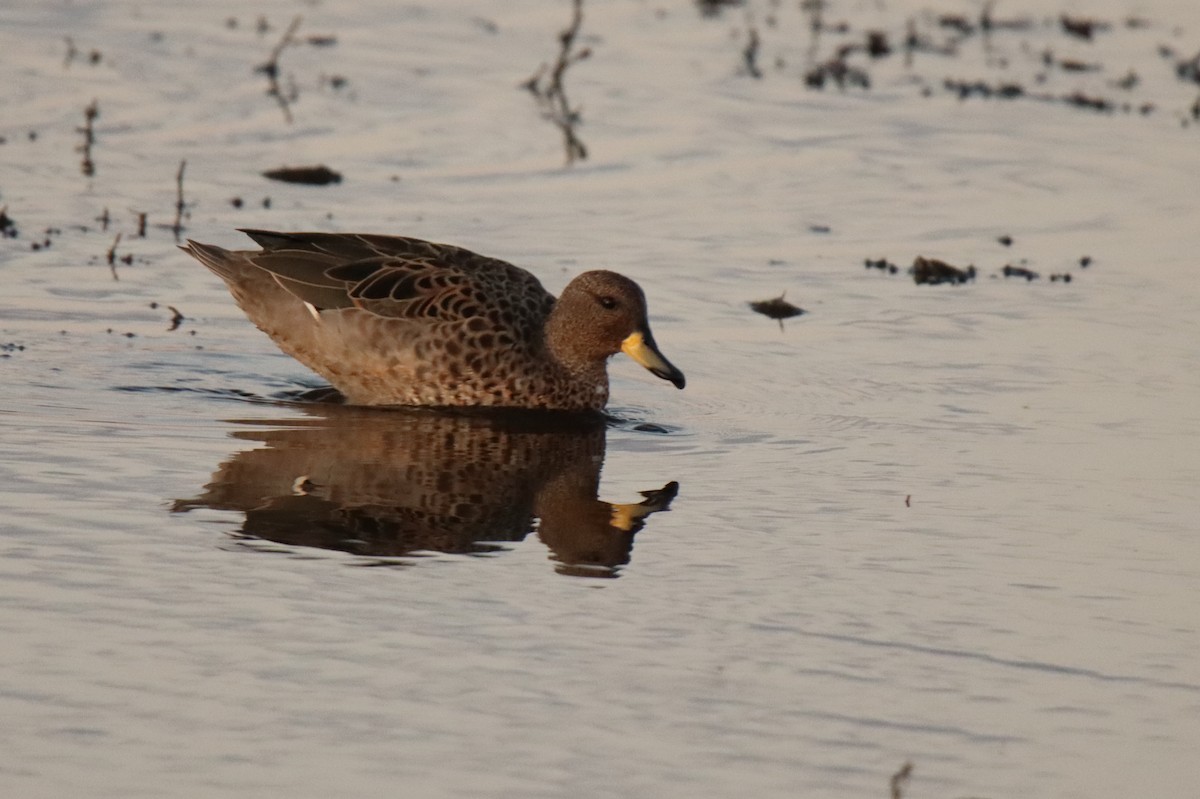 Yellow-billed Teal - ML529134871