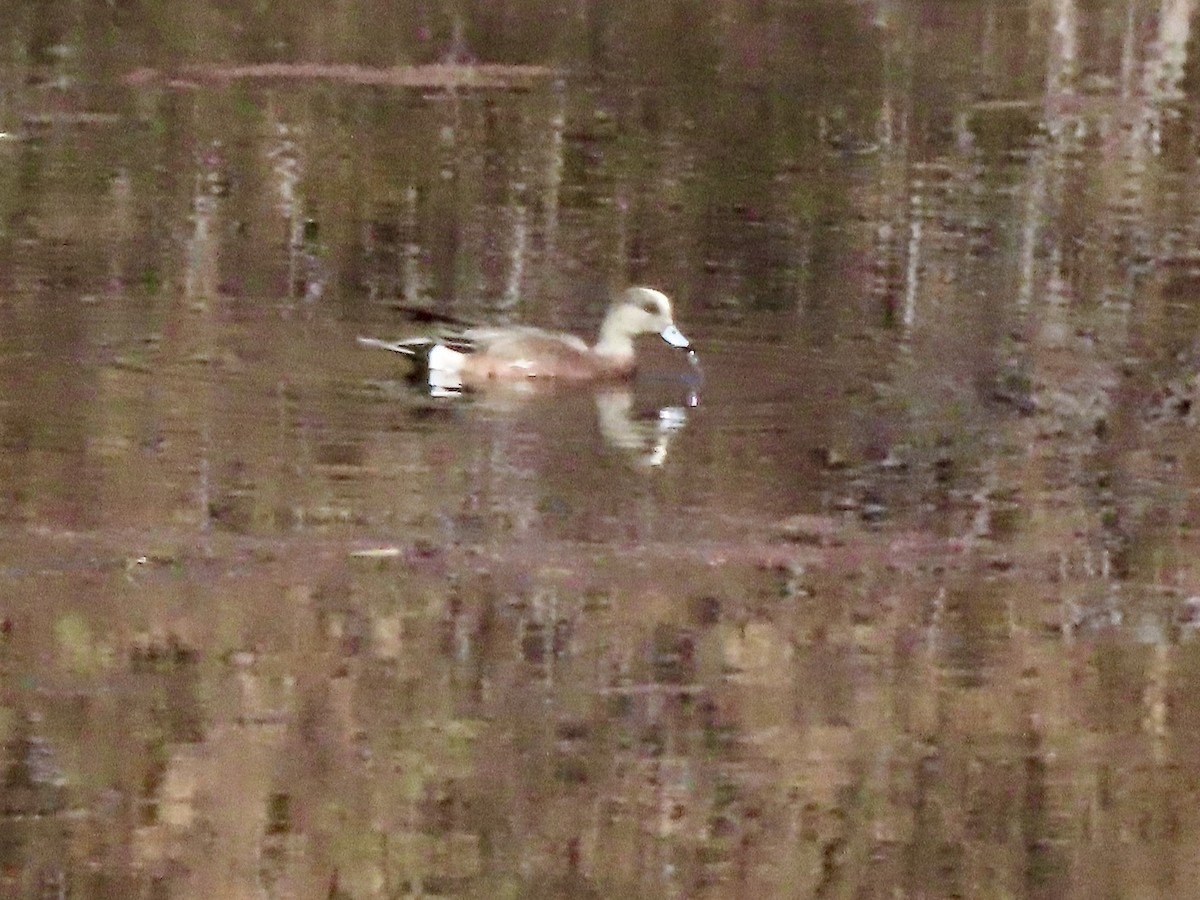 American Wigeon - Babs Buck