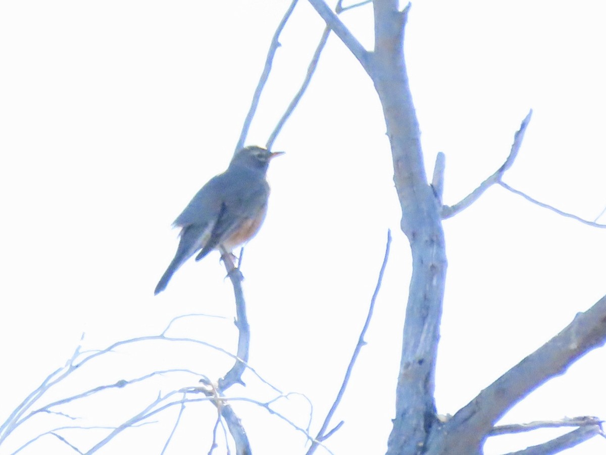 Western Bluebird - Babs Buck