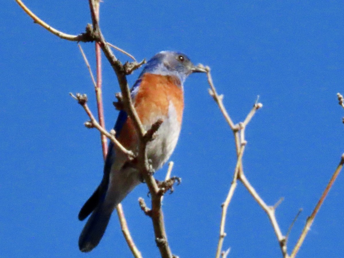 Western Bluebird - Babs Buck