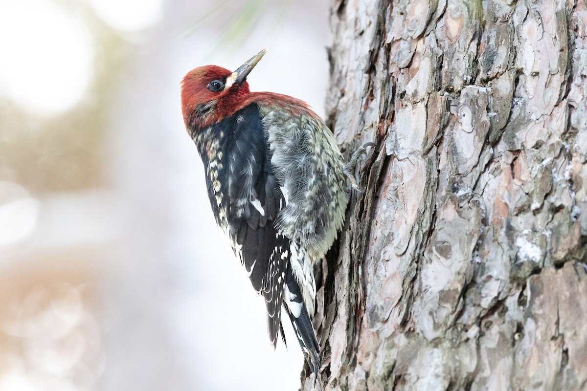 Red-breasted Sapsucker - ML529136541