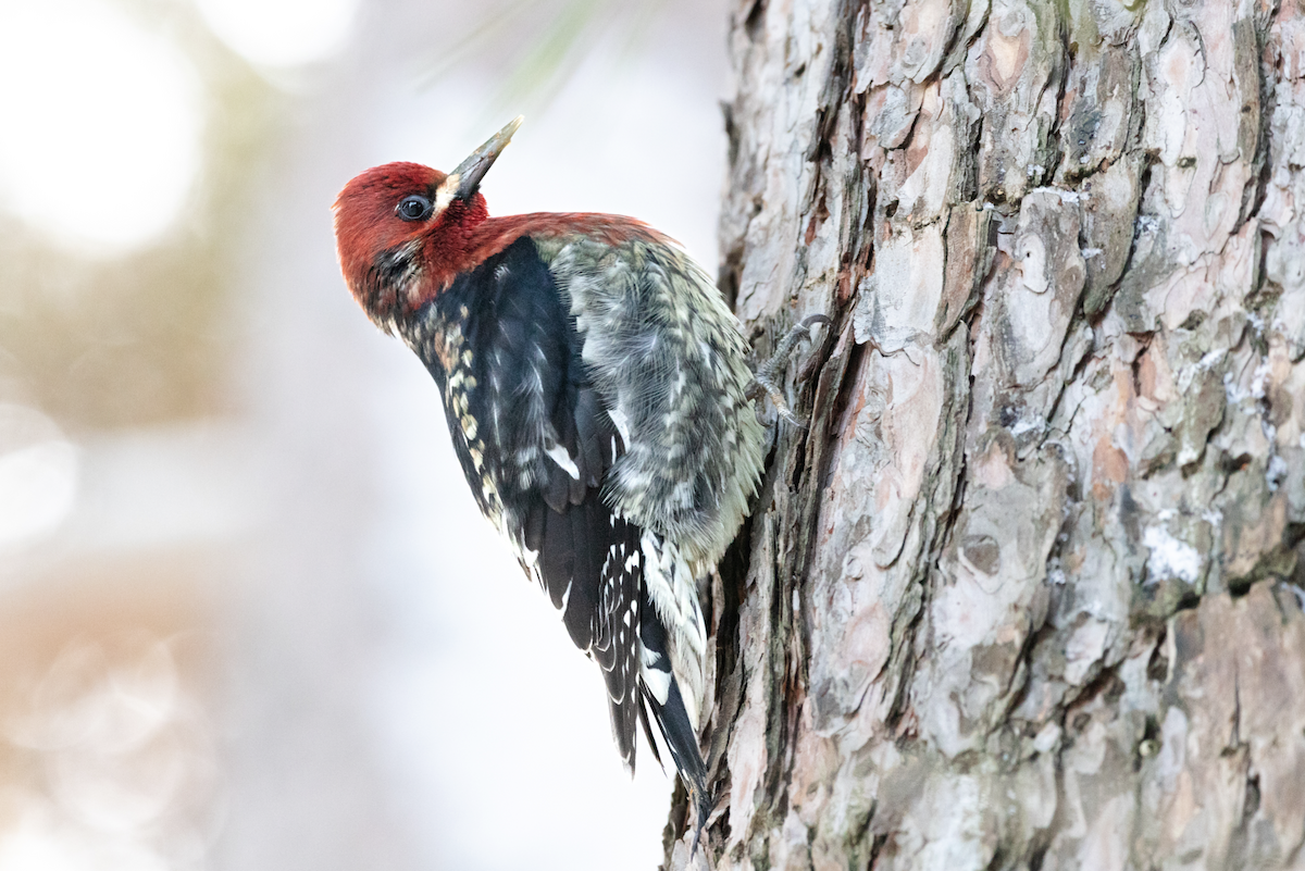 Red-breasted Sapsucker - ML529136801