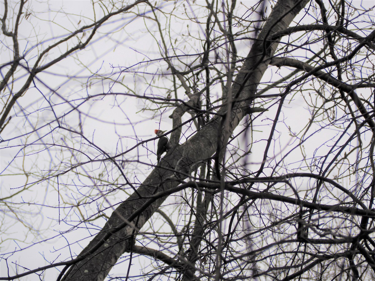 Pileated Woodpecker - ML529136991