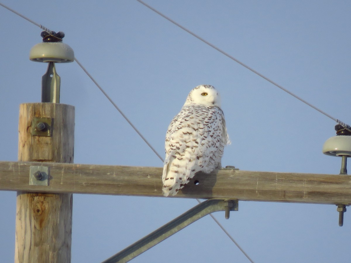 Snowy Owl - ML529137561