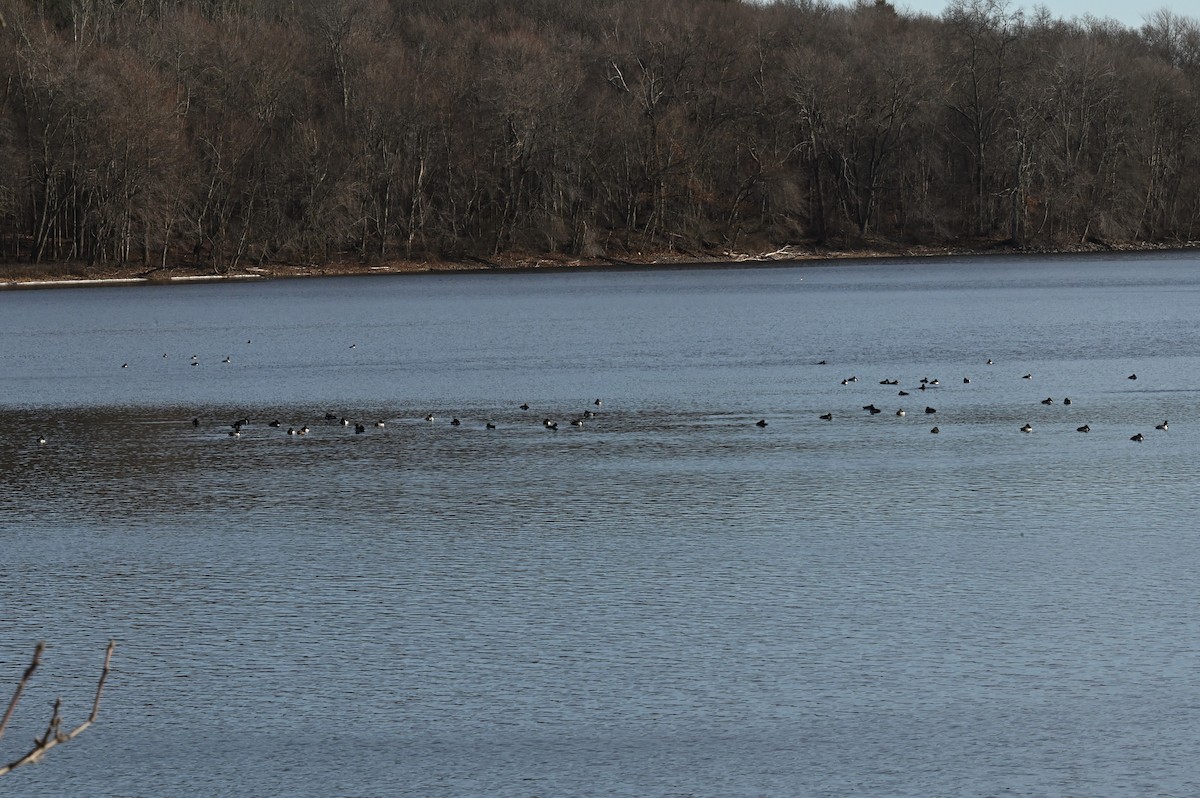 Ring-necked Duck - ML529137601