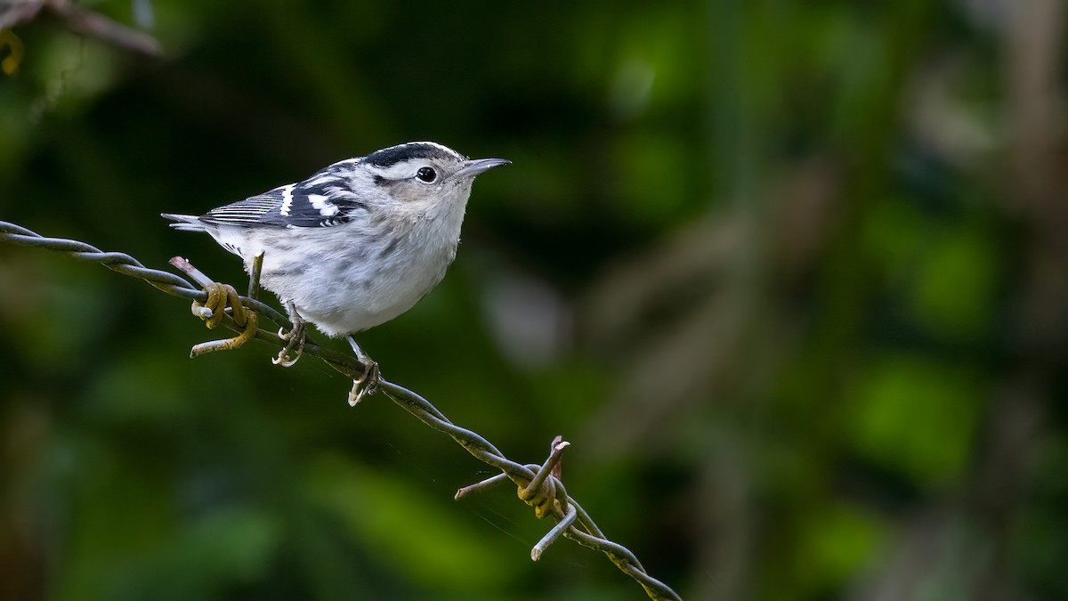 Black-and-white Warbler - ML529138761