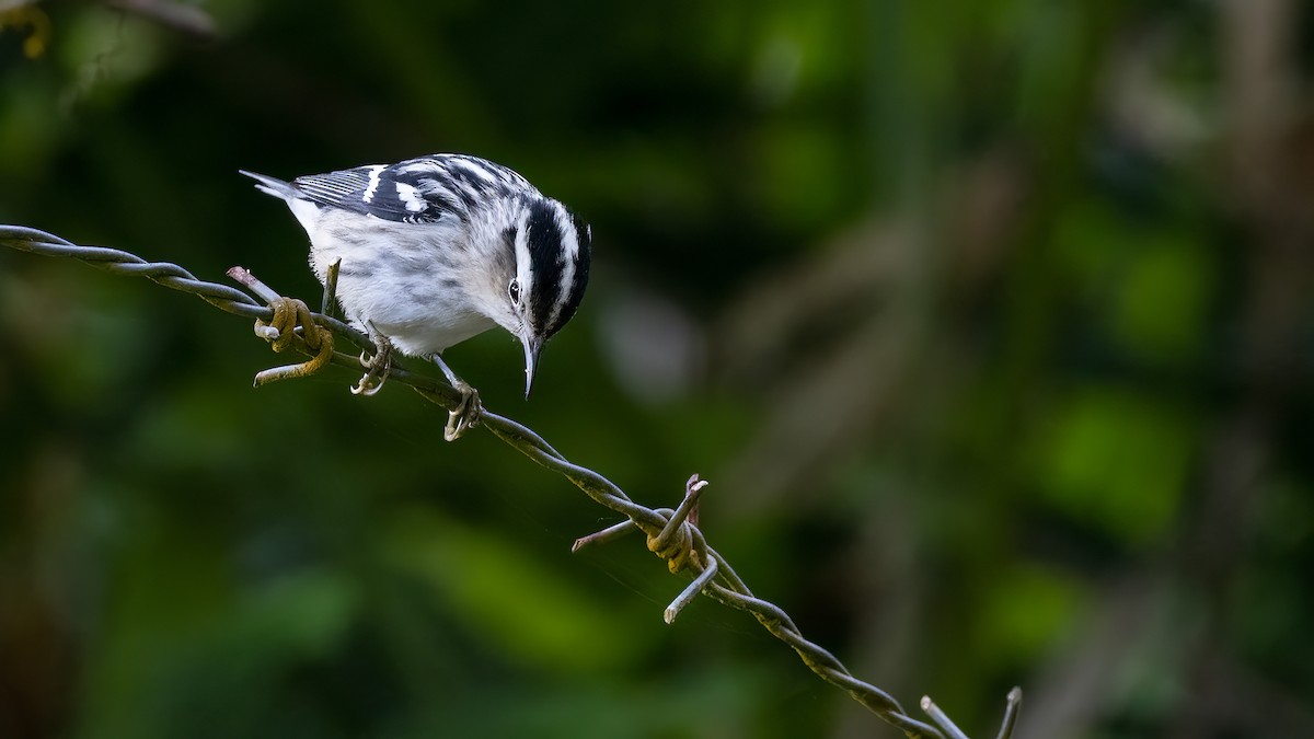 Black-and-white Warbler - ML529138821