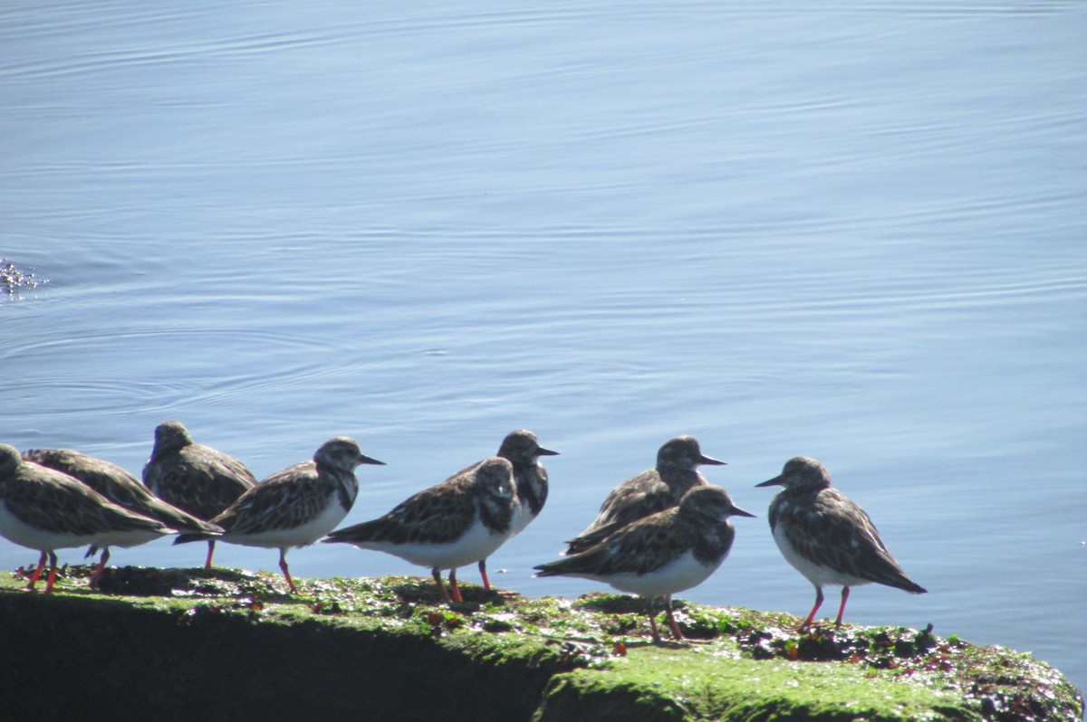 Ruddy Turnstone - ML529139171