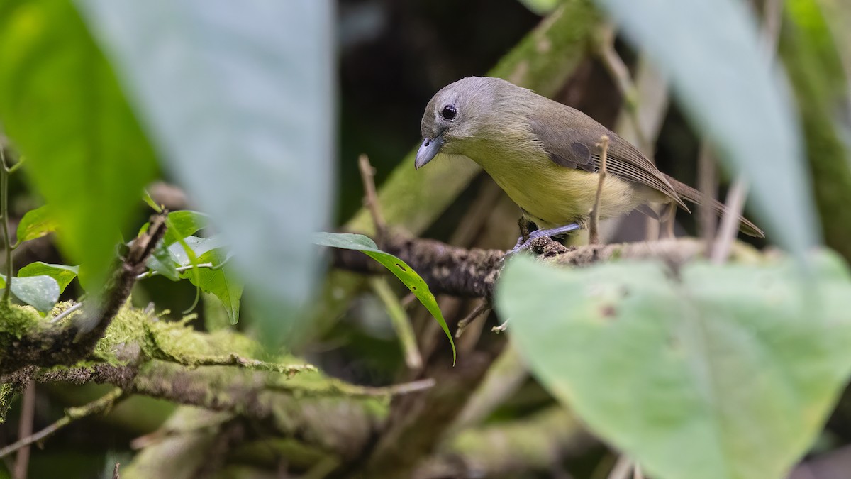 Blue Mountain Vireo - ML529139761