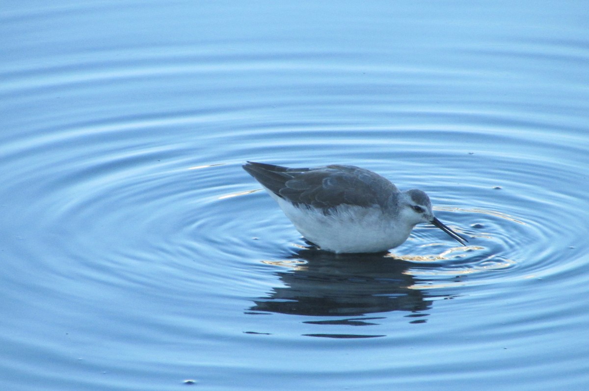 Wilson's Phalarope - ML529140101