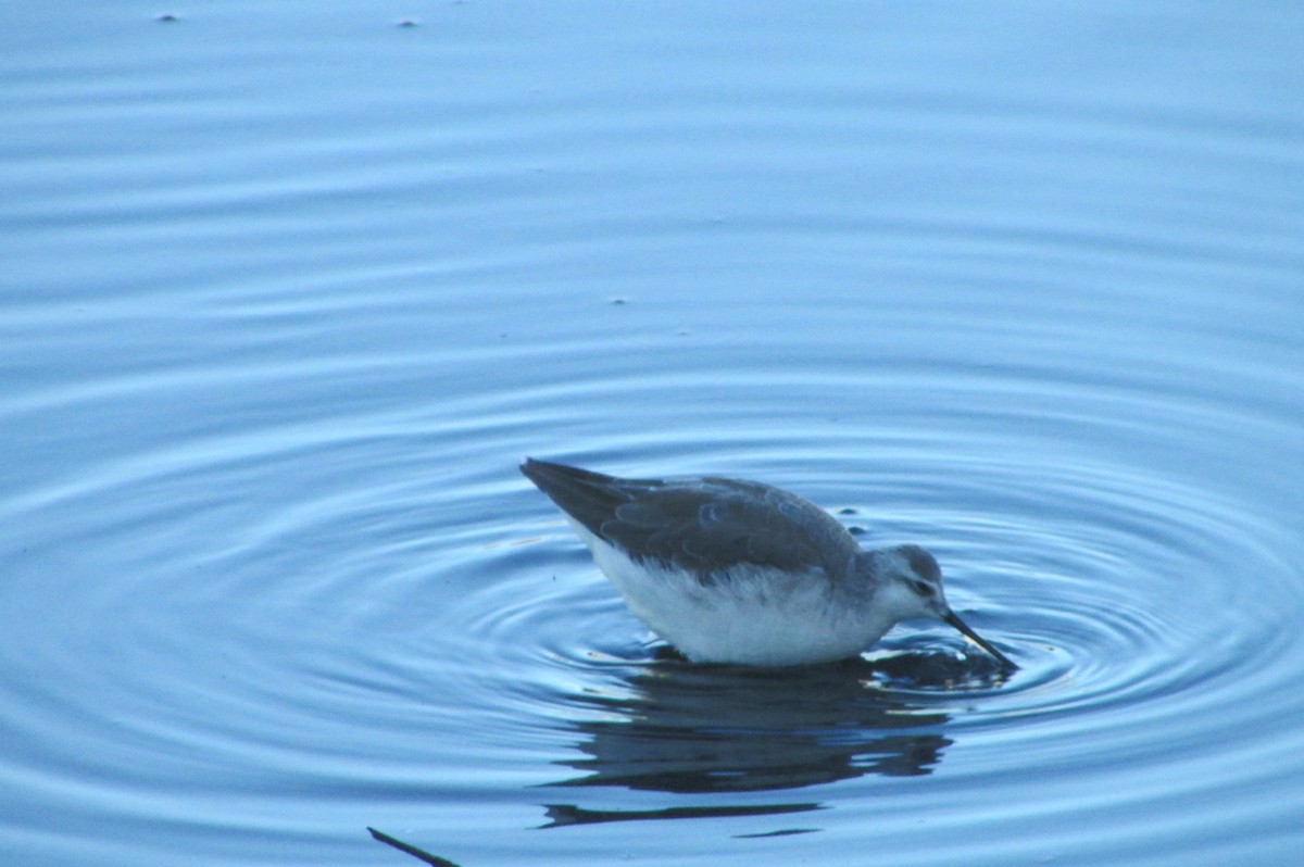 Wilson's Phalarope - ML529140151