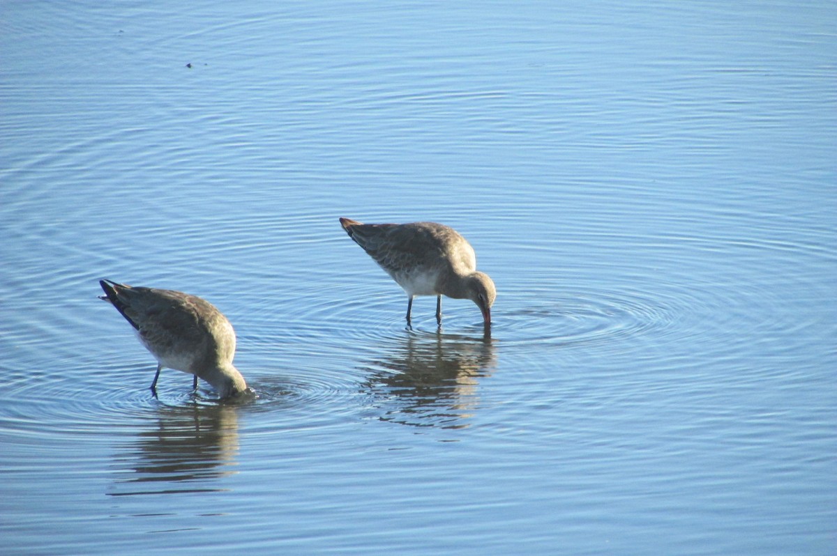 Hudsonian Godwit - ML529141011