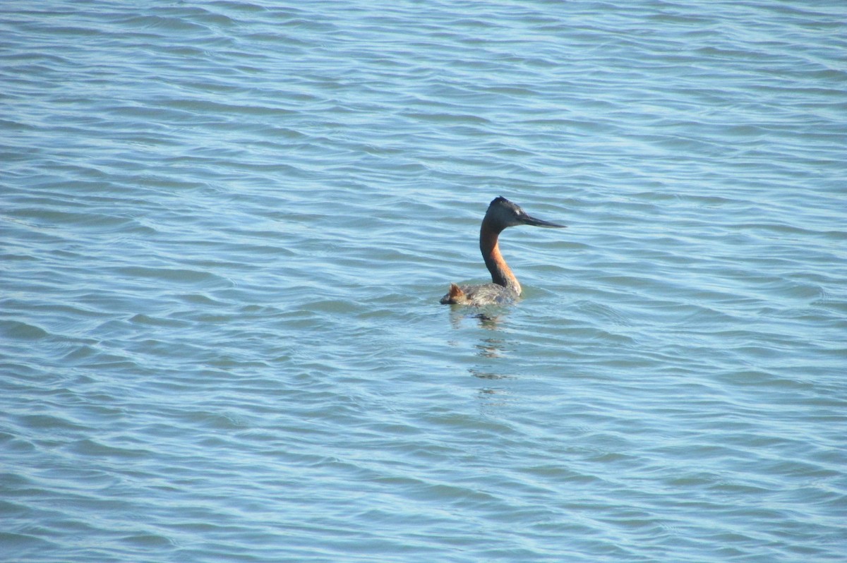 Great Grebe - ML529141291