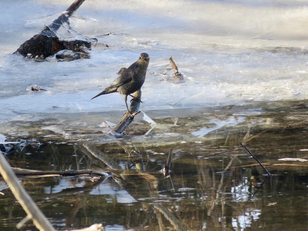 Rusty Blackbird - Dan Winkler