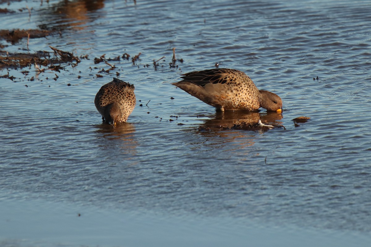 Yellow-billed Teal - ML529142451