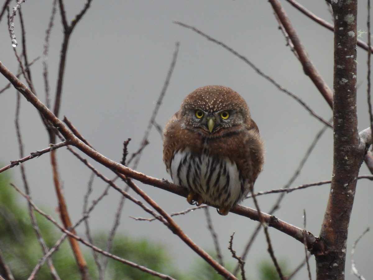 Northern Pygmy-Owl - Tara Choate