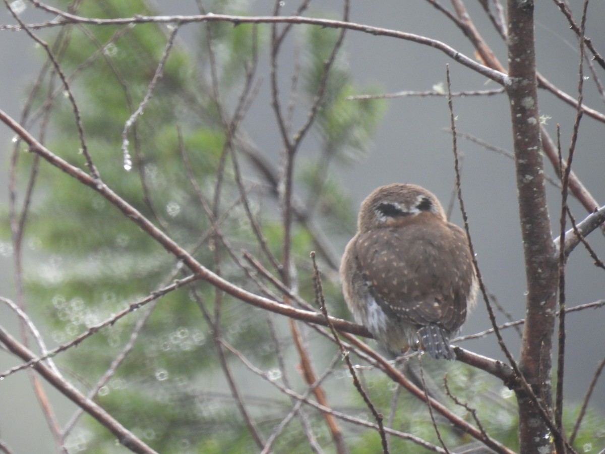 Northern Pygmy-Owl - Tara Choate