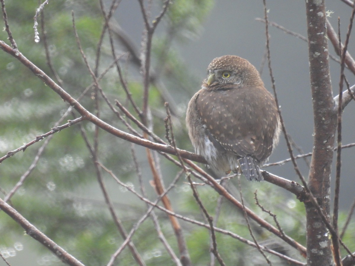 Northern Pygmy-Owl - Tara Choate