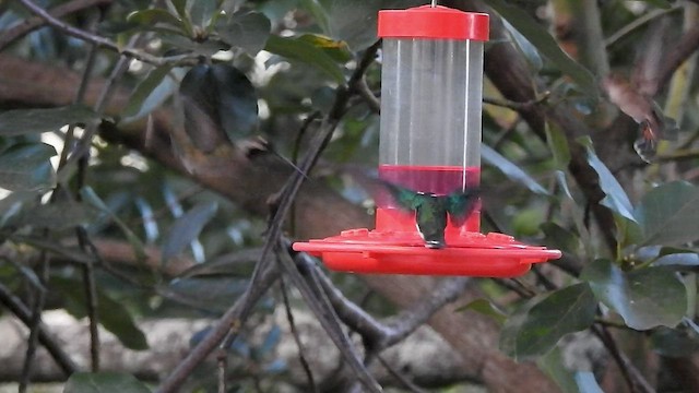 Long-billed Starthroat - ML529145261