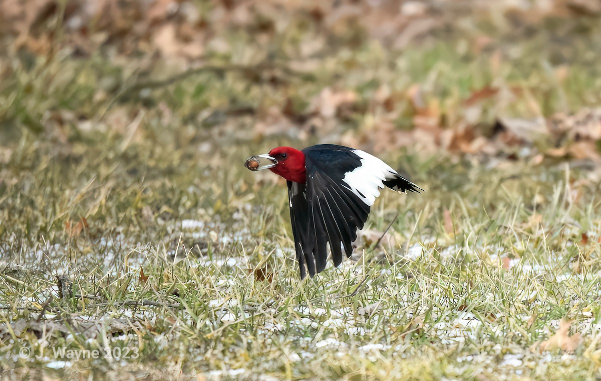 Red-headed Woodpecker - ML529146571