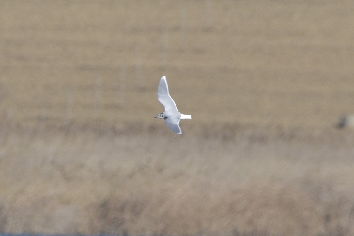 Little Gull - ML529146751