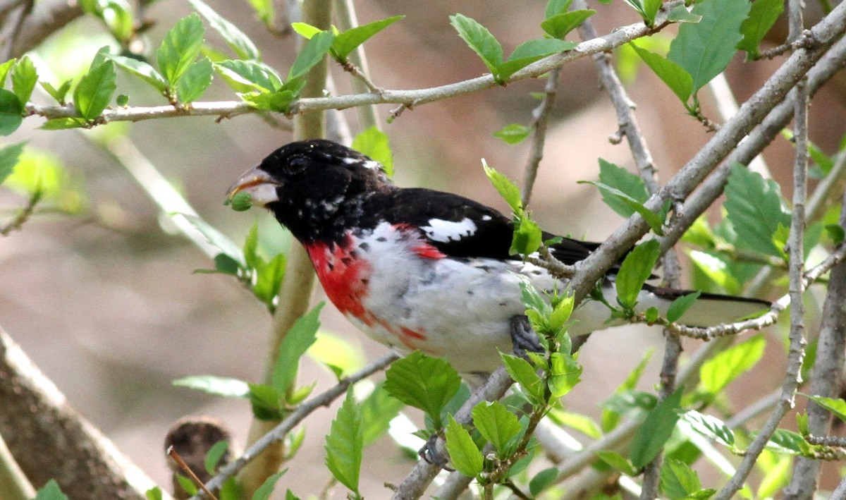 Rose-breasted Grosbeak - Georges Duriaux