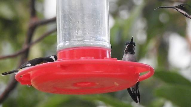 kolibřík tropický - ML529147021