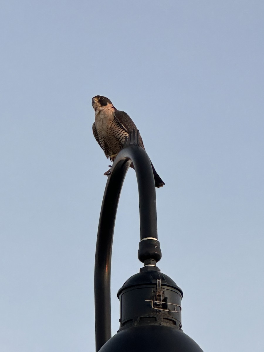 Peregrine Falcon - ML529148701