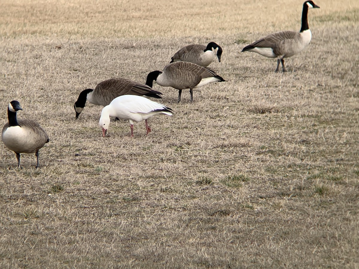 Snow Goose - ML529149501