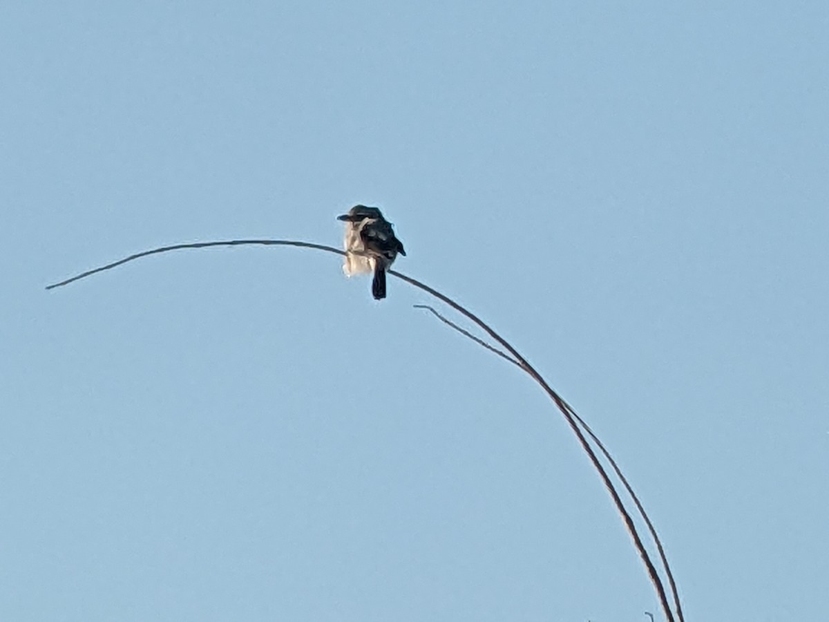 Northern Shrike - ML529150921