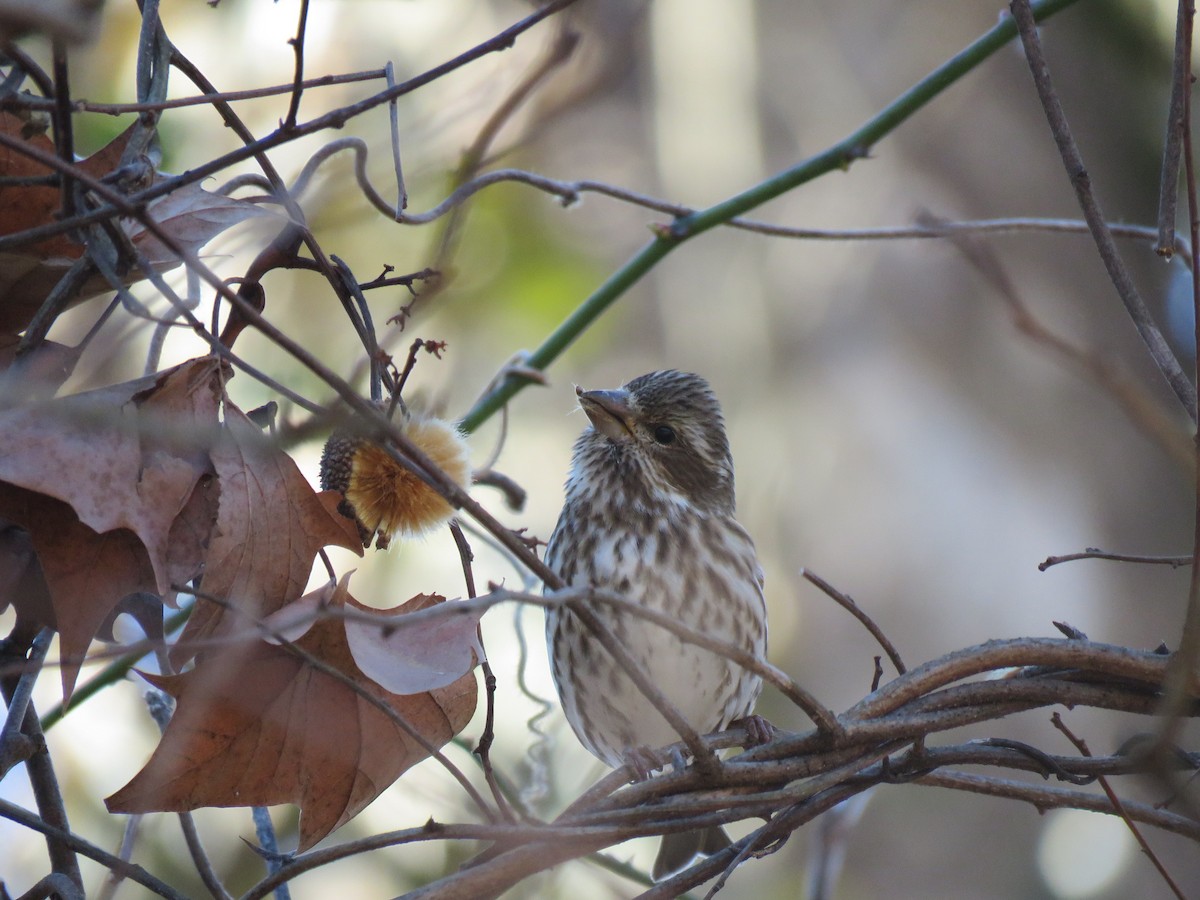 Purple Finch - ML529151731